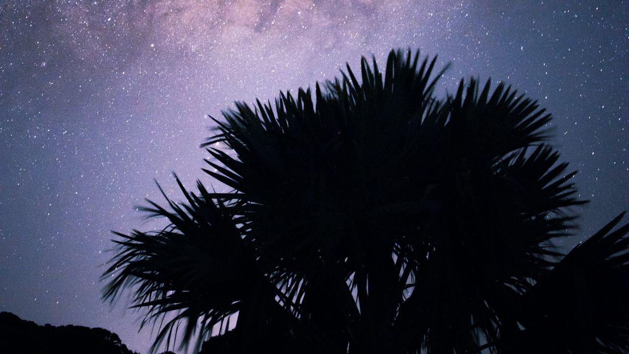 Wallpaper palms, starry sky, stars, night, silhouette, nebula