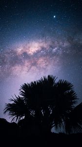 Preview wallpaper palms, starry sky, stars, night, silhouette, nebula