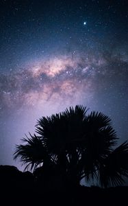 Preview wallpaper palms, starry sky, stars, night, silhouette, nebula