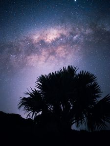 Preview wallpaper palms, starry sky, stars, night, silhouette, nebula