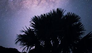 Preview wallpaper palms, starry sky, stars, night, silhouette, nebula