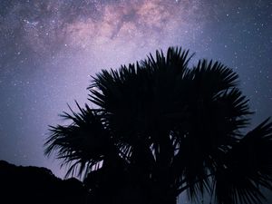 Preview wallpaper palms, starry sky, stars, night, silhouette, nebula