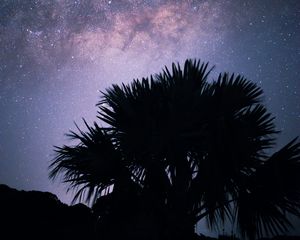 Preview wallpaper palms, starry sky, stars, night, silhouette, nebula