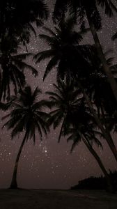 Preview wallpaper palms, starry sky, tropics, maldives, night