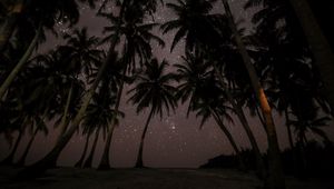 Preview wallpaper palms, starry sky, tropics, maldives, night