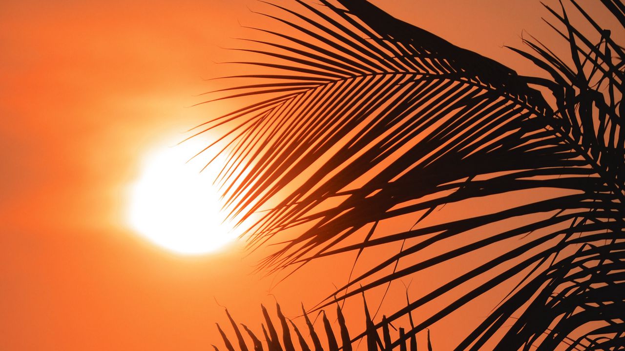 Wallpaper palms, sun, sunset, outlines