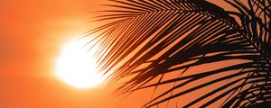 Preview wallpaper palms, sun, sunset, outlines