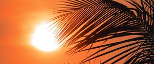 Preview wallpaper palms, sun, sunset, outlines