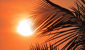 Preview wallpaper palms, sun, sunset, outlines