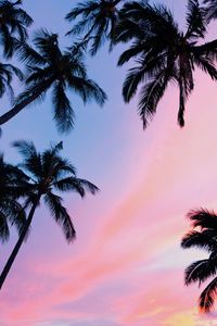 Preview wallpaper palms, sunset, bottom view, branches, sky