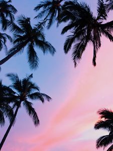 Preview wallpaper palms, sunset, bottom view, branches, sky
