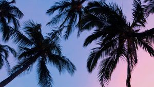 Preview wallpaper palms, sunset, bottom view, branches, sky