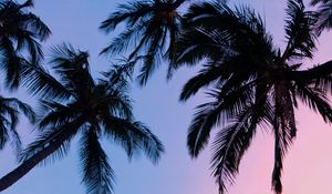 Preview wallpaper palms, sunset, bottom view, branches, sky