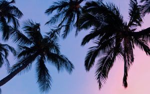 Preview wallpaper palms, sunset, bottom view, branches, sky