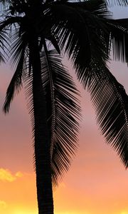 Preview wallpaper palms, sunset, branches