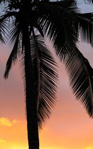Preview wallpaper palms, sunset, branches