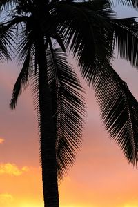 Preview wallpaper palms, sunset, branches