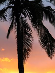 Preview wallpaper palms, sunset, branches