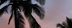 Preview wallpaper palms, sunset, branches