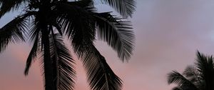Preview wallpaper palms, sunset, branches