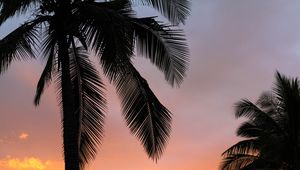 Preview wallpaper palms, sunset, branches