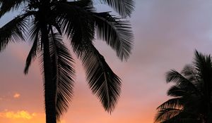 Preview wallpaper palms, sunset, branches