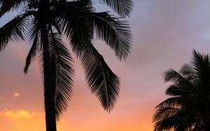 Preview wallpaper palms, sunset, branches