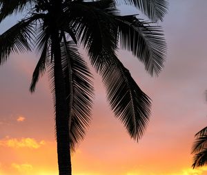 Preview wallpaper palms, sunset, branches