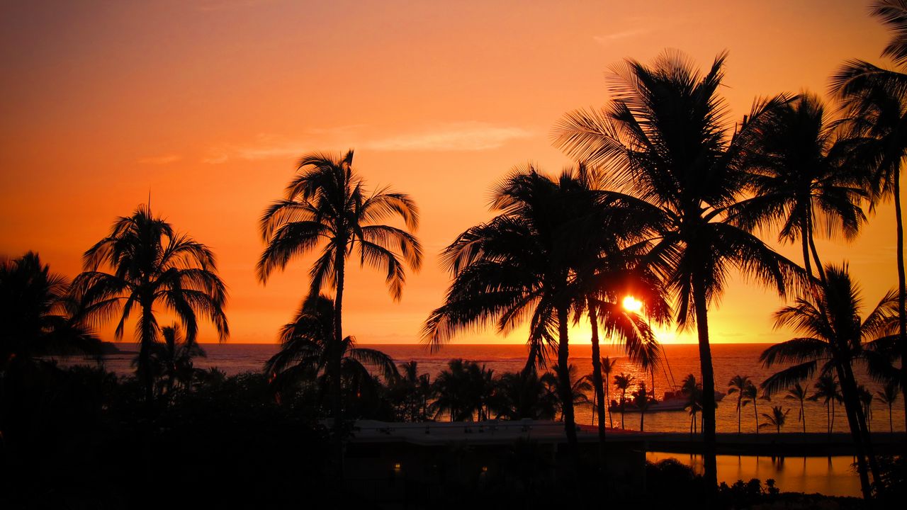 Wallpaper palms, sunset, hawaii, tropics, ocean, horizon