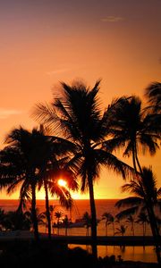 Preview wallpaper palms, sunset, hawaii, tropics, ocean, horizon