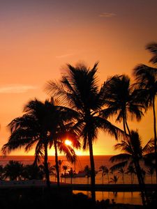 Preview wallpaper palms, sunset, hawaii, tropics, ocean, horizon