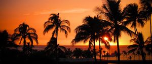 Preview wallpaper palms, sunset, hawaii, tropics, ocean, horizon