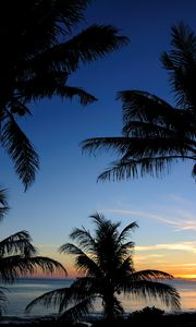 Preview wallpaper palms, sunset, sea, outlines, tropics