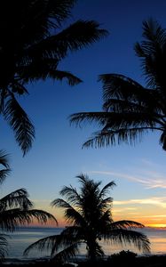 Preview wallpaper palms, sunset, sea, outlines, tropics