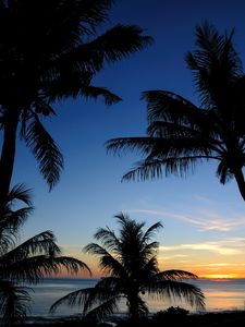 Preview wallpaper palms, sunset, sea, outlines, tropics