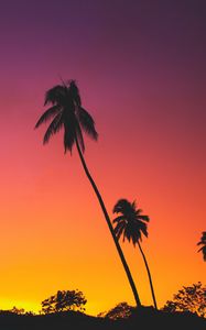 Preview wallpaper palms, sunset, silhouettes, tropics, sky