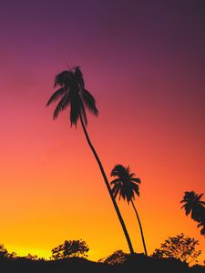 Preview wallpaper palms, sunset, silhouettes, tropics, sky