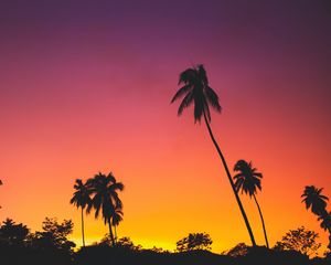 Preview wallpaper palms, sunset, silhouettes, tropics, sky