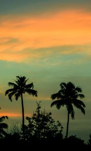 Preview wallpaper palms, sunset, sky