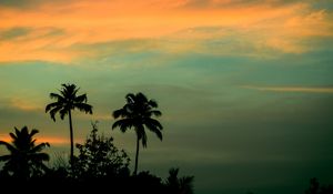 Preview wallpaper palms, sunset, sky