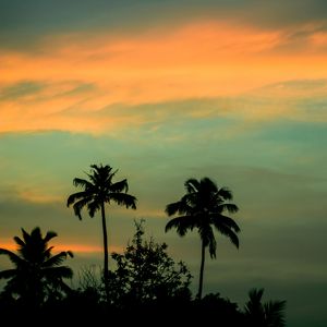 Preview wallpaper palms, sunset, sky