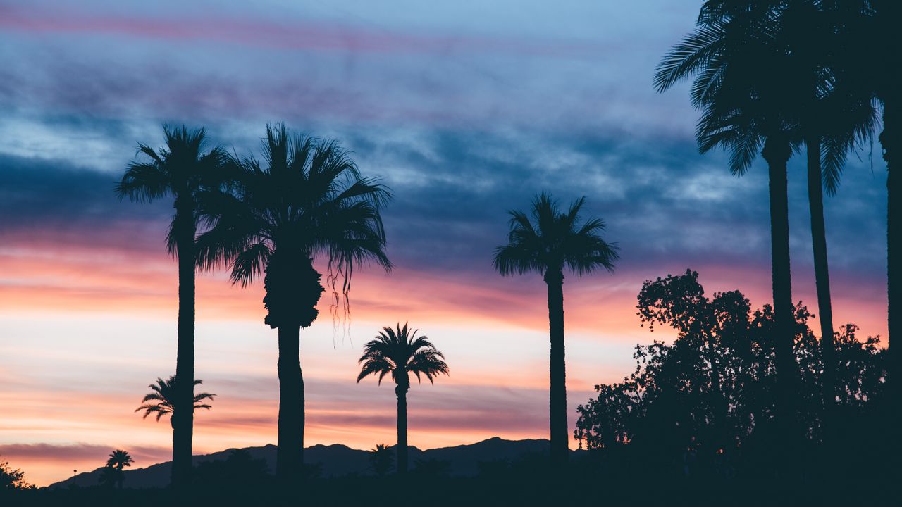 Wallpaper palms, sunset, sky