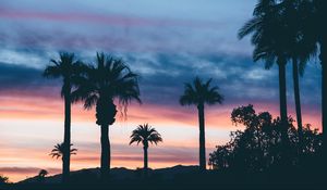 Preview wallpaper palms, sunset, sky
