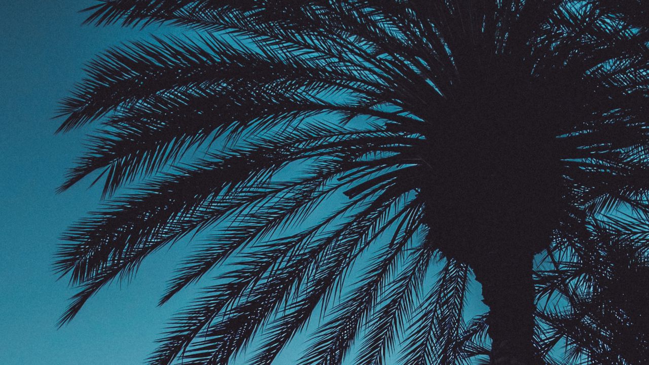 Wallpaper palms, sunset, trees, leaves, silhouettes, sky