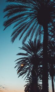 Preview wallpaper palms, sunset, trees, leaves, silhouettes, sky