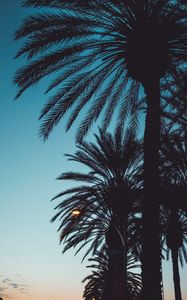 Preview wallpaper palms, sunset, trees, leaves, silhouettes, sky