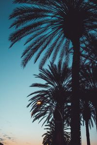 Preview wallpaper palms, sunset, trees, leaves, silhouettes, sky