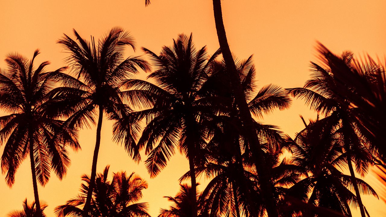 Wallpaper palms, sunset, trees, leaves, silhouettes
