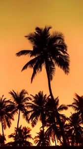 Preview wallpaper palms, sunset, trees, leaves, silhouettes