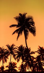 Preview wallpaper palms, sunset, trees, leaves, silhouettes